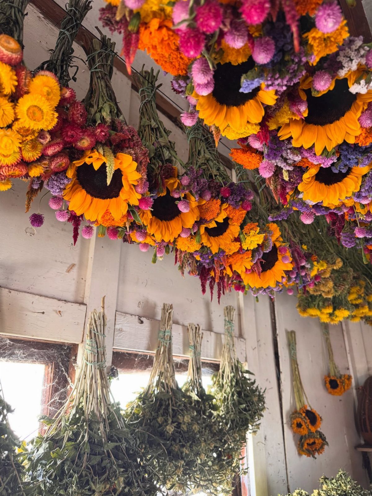 Dried sunflower and colorful wildflower bundles hanging from a rustic white wooden ceiling.