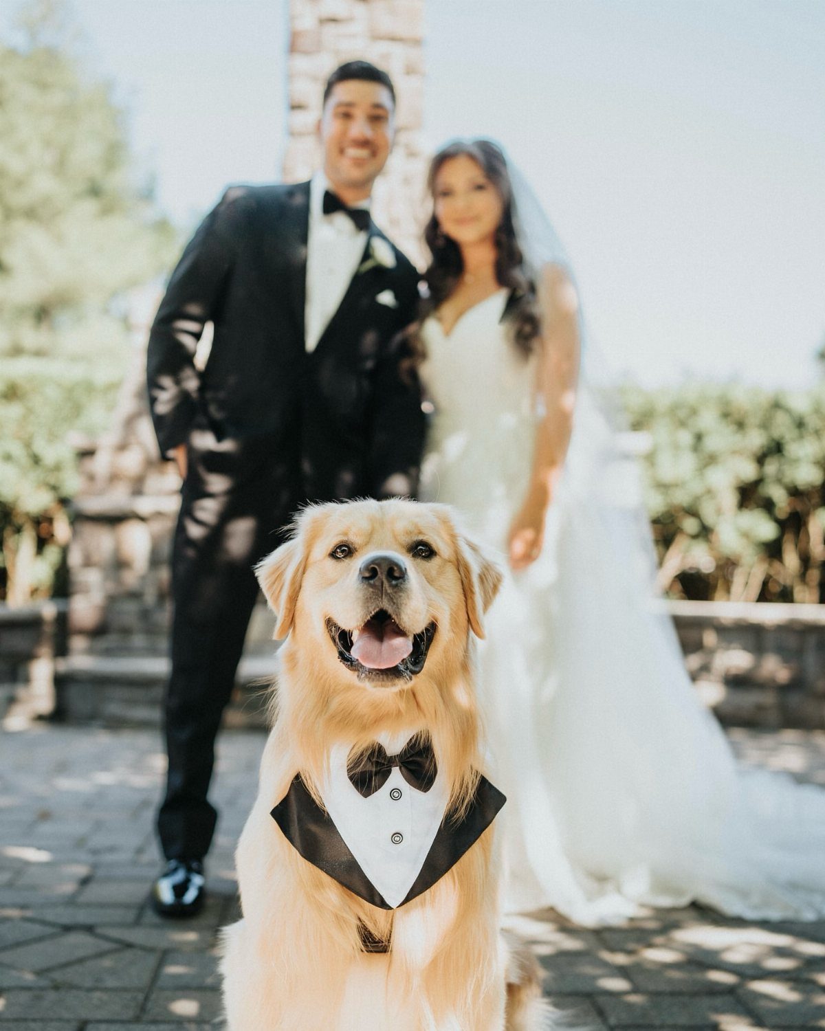 13 Wedding Photo Ideas for Your Shot List 6 A golden retriever wearing a tuxedo collar sits in front of a blurred wedding couple.